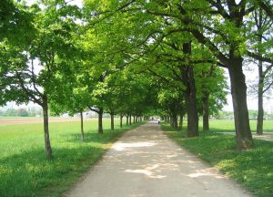 Drevored na Poti spominov in tovarištva v Ljubljani